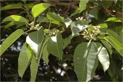 Ficus talbotii